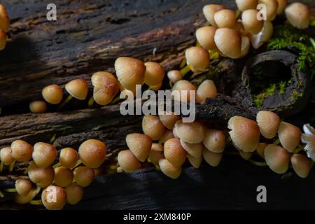 Ungenießbarer Pilz wächst in Wäldern, Mitteleuropa, Mycena renati. Stockfoto