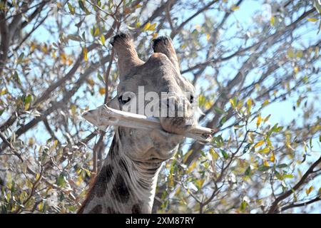 Giraffe, die einen Knochen isst Stockfoto