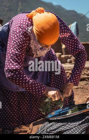 Eine Frau im Kopftuch beugt sich und bereitet Zaatar-Kräuter in einem ländlichen berberdorf vor. Der Hintergrund zeigt die Atlas Mounatins. Traditi Stockfoto