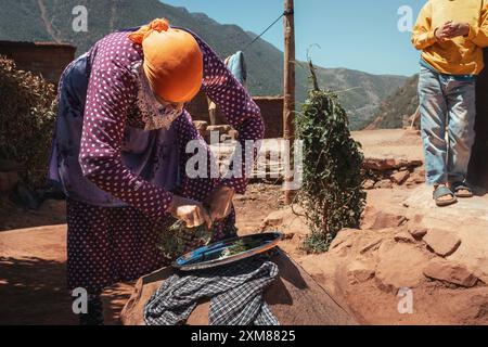 Eine Frau im Kopftuch beugt sich und bereitet Zaatar-Kräuter in einem ländlichen berberdorf vor. Der Hintergrund zeigt das Atlasgebirge. Traditi Stockfoto