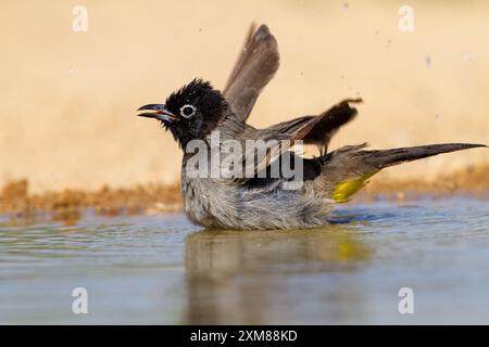 Weißbrille, die in einer Wasserpfütze baden Stockfoto