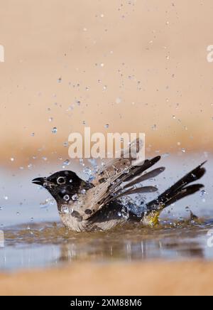 Weißbrille, die in einer Wasserpfütze baden Stockfoto