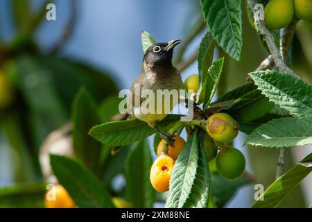 Weißbrille isst Früchte von einem Loquat-Baum Stockfoto