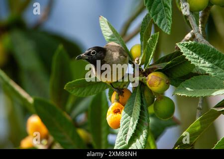 Weißbrille isst Früchte von einem Loquat-Baum Stockfoto