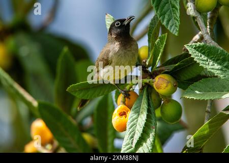 Weißbrille isst Früchte von einem Loquat-Baum Stockfoto