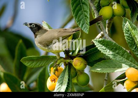 Weißbrille isst Früchte von einem Loquat-Baum Stockfoto