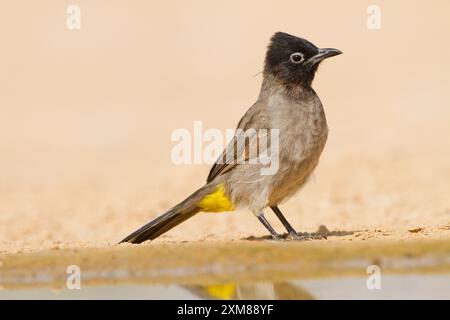 Weißbrille-Bulbul (Pycnonotus xanthopygos) Stockfoto