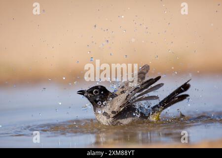 Weißbrille, die in einer Wasserpfütze baden Stockfoto