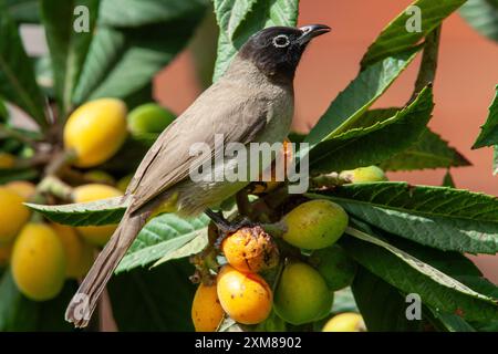 Weißbrille isst Früchte von einem Loquat-Baum Stockfoto