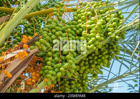 Grüne, unreife Datteln Fruchtgruppen auf Dattelpalme Nahaufnahme. Stockfoto