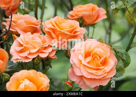 Ein Sträucher mit vielen schönen pfirsichfarbenen Rosen Stockfoto