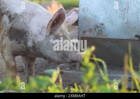 Ein voll mit Schlamm bedecktes Schwein genießt einen verspielten Moment auf einem Bauernhof. Das Bild fängt das natürliche Verhalten des Tieres und den rustikalen Charme in einer ländlichen Umgebung ein Stockfoto