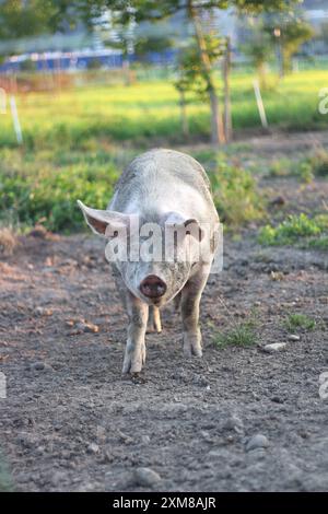 Ein voll mit Schlamm bedecktes Schwein genießt einen verspielten Moment auf einem Bauernhof. Das Bild fängt das natürliche Verhalten des Tieres und den rustikalen Charme in einer ländlichen Umgebung ein Stockfoto