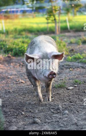 Ein voll mit Schlamm bedecktes Schwein genießt einen verspielten Moment auf einem Bauernhof. Das Bild fängt das natürliche Verhalten des Tieres und den rustikalen Charme in einer ländlichen Umgebung ein Stockfoto