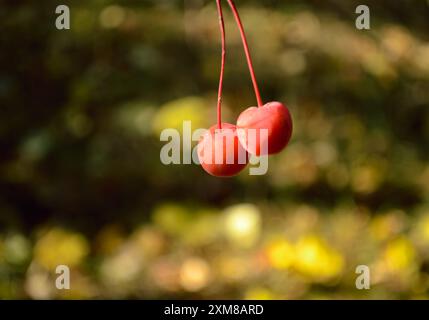 Zwei kleine rote wilde Äpfel aus der Nähe Stockfoto