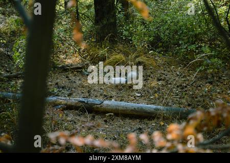 Wildes flauschiges graues Eichhörnchen im dichten Dickicht des Waldes Stockfoto