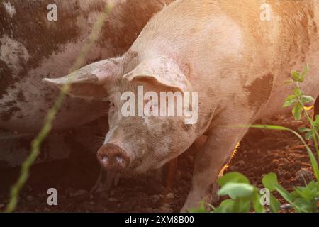 Ein einzelnes Schwein sonnt sich in sehr warmem Licht und unterstreicht seine ruhige Präsenz und natürliche Schönheit. Die Szene fängt das Wesen des ländlichen Lebens und die Ruhe ein Stockfoto