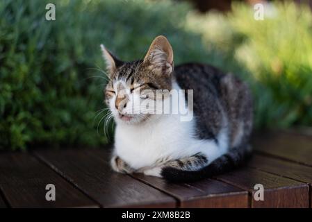 Eine Straßenkatze schläft auf einer Bank in Istanbul, umgeben von Grün. Stockfoto