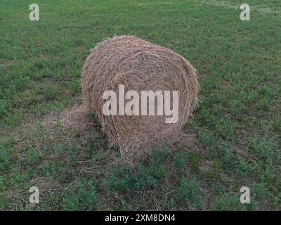 Ein runder, strohhaltiger Heuballen wird nach der Ernte an einem Sommertag auf einem grünen Feld gezeigt. Stockfoto