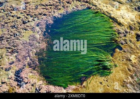 Gezeitenpool Seagrass Botanical Beach BC. Ebbe-Gezeitenpool, der in das felsige Schelfeige am Botanical Beach gehauen wurde, bedeckt mit Seegras. In der Nähe von Port Renfrew BC. Stockfoto