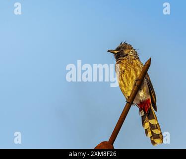 Ein Roter belüfteter Bulbul, der auf einer Stange ruht Stockfoto