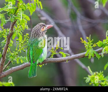 Ein braunes Barbet, das auf einem Baum sitzt Stockfoto