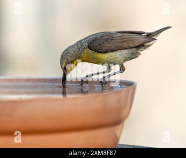 Ein Purple Sunbird weibliches Trinkwasser Stockfoto