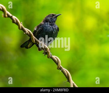 Ein indischer Rotkehlchen, der auf einem Zweig ruht Stockfoto
