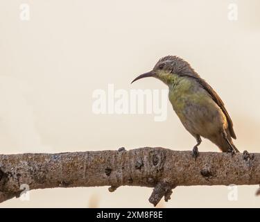 Ein lila Sunbird-Weibchen, das auf einem Baum ruht Stockfoto