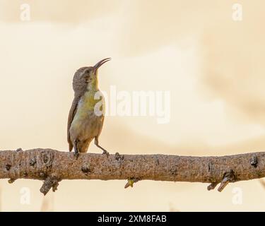Ein lila sunbird-Weibchen, das auf einem Baum sitzt Stockfoto