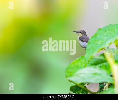 Ein violettes Sunbird-Weibchen, das sich in Blättern versteckt Stockfoto