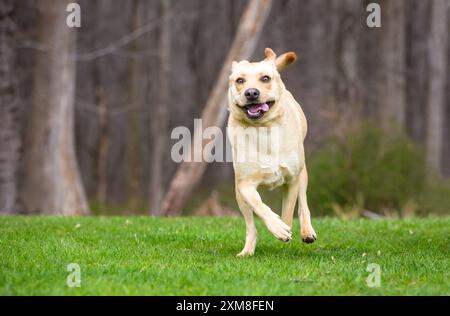 Ein verspielter Labrador Retriever Mischhund, der draußen läuft Stockfoto