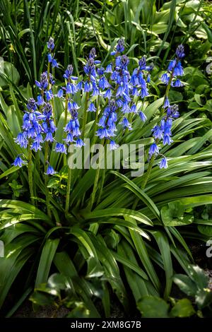 Spanische Bluebells, Hyacinthoides hispanica Stockfoto