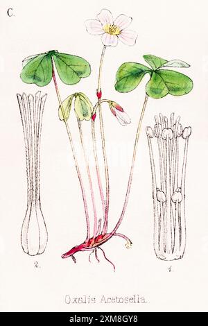 19. Jh. handgetönte botanische Illustration von Oxalis acetosella / Sorrel in Field Botanist's Companion von Thomas Moore [1862]. Heilpflanze Stockfoto