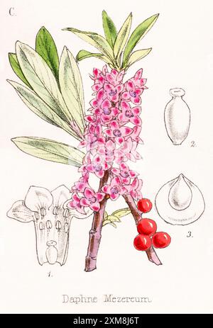 19. Jh. handgetönte botanische Illustration von Daphne mezereum / Mezereon in Field Botanician's Companion von Thomas Moore [1862]. Heilpflanze Stockfoto