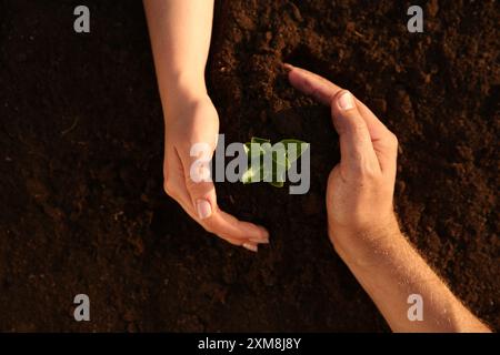 Paare, die jungen Setzlinge im Boden schützen, Draufsicht Stockfoto