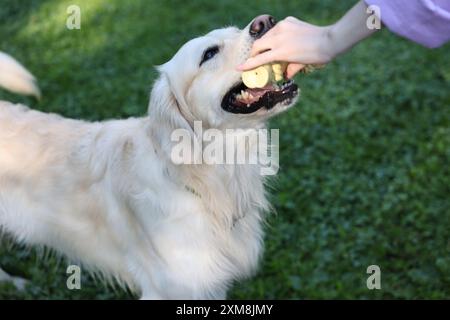 Besitzer gibt Spielzeug für den niedlichen Golden Retriever Hund draußen, Nahaufnahme Stockfoto