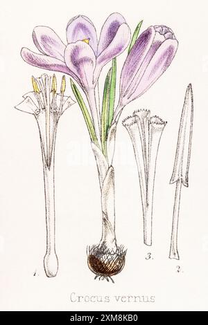 19. Jh. handgetönte botanische Illustration von Crocus vernus / Spring Crocus in Field Botanist's Companion von Thomas Moore [1862]. Medizinische Anwendungen. Stockfoto