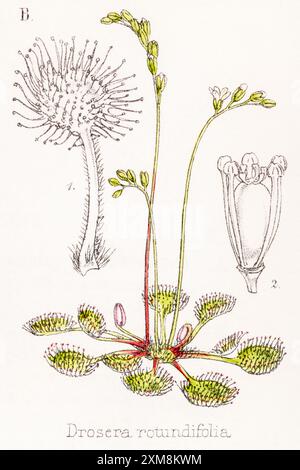 19. Jh. handgetönte botanische Illustration von Drosera rotundifolia / Sonnentau in Field Botanician's Companion von Thomas Moore [1862]. Heilpflanze Stockfoto