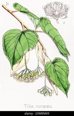 19. Jh. handgetönte botanische Illustration von Tilia europaea / Lime Tree in Field Botanician's Companion von Thomas Moore [1862]. Heilpflanze Stockfoto