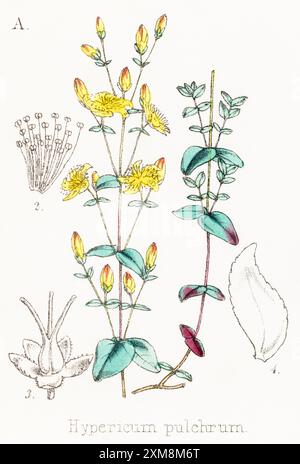 19. Jh. handgetönte botanische Illustration von Hypericum pulchrum / Slender St Johns Wort in Field Botanician's Companion von Thomas Moore [1862]. Stockfoto