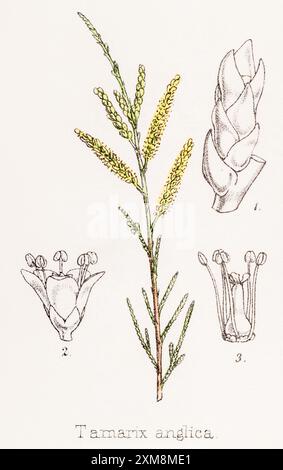 19. Jh. handgetönte botanische Illustration von Tamarix anglica, T. gallica / Tamarisk in Field Botanion's Companion, Thomas Moore [1862]. Medic. Anlage Stockfoto