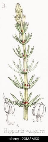 19. Jahrhundert handgetönte botanische Illustration von Hippuris vulgaris / Stutenschwanz, Schachtelhalm in Field Botanist's Companion von Thomas Moore [1862]. Stockfoto