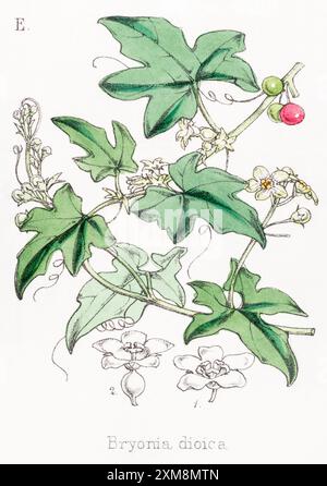 19. Jh. handgetönte botanische Illustration von Bryonia dioica / White Bryony in Field Botanists Companion von Thomas Moore [1862]. Heilpflanze Stockfoto