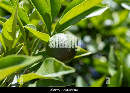 Grüne Limetten auf einem Baum auf einem Familienbetrieb in Griechenland. Nahaufnahme von grünen Zitrusfrüchten, natürlicher Hintergrund. Naturkonzept Stockfoto