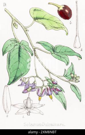 19. Jh. handgetönte botanische Illustration von Bittersweet / Solanum dulcamara in Field Botanists Companion von Thomas Moore [1862]. Heilpflanze Stockfoto
