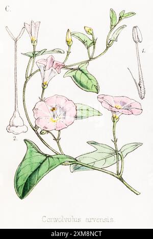 19. Jh. handgetönte botanische Illustration von Convolvulus arvensis / Bindweed in Field Botaniker's Companion von Thomas Moore [1862]. Heilpflanze Stockfoto