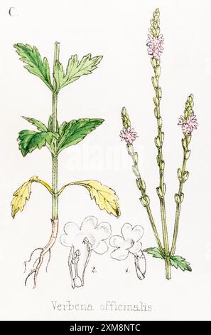 19. Jh. handgetönte botanische Illustration der Verbena officinalis / Common Eisenkraut in Field Botanician's Companion von Thomas Moore [1862]. Medizinisch. Stockfoto