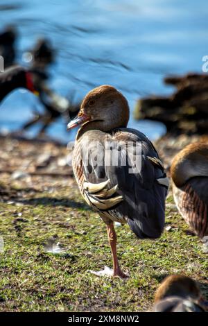 Die in Australien und Neuguinea beheimatete Plumed Whistling Duck zeichnet sich durch ihren langen Hals und ihr markantes Gefieder aus. Es ernährt sich von Gräsern und Samen i Stockfoto