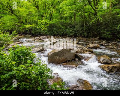 Oconaluftee River entlang der neu entdeckten Gap Road im Great Smoky Mountains National Park in North Carolina, USA Stockfoto